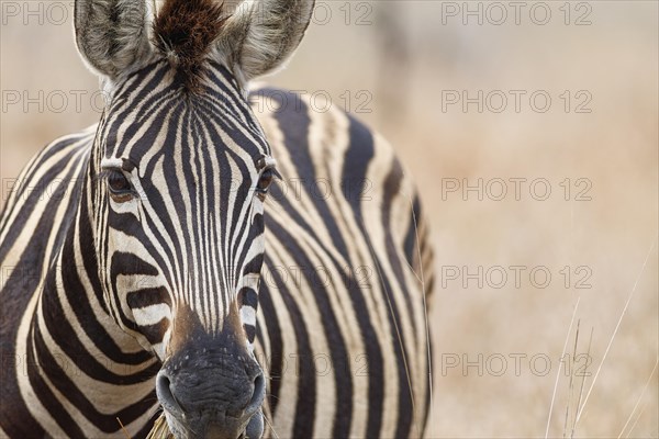 Burchell's zebra (Equus quagga burchellii), adult feeding on dry grass, head close-up, animal portrait, Kruger National Park, South Africa, Africa