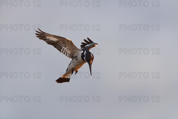 Pied kingfisher (Ceryle rudis), adult female, in hovering flight, fishing in the morning light, Kruger National Park, South Africa, Africa