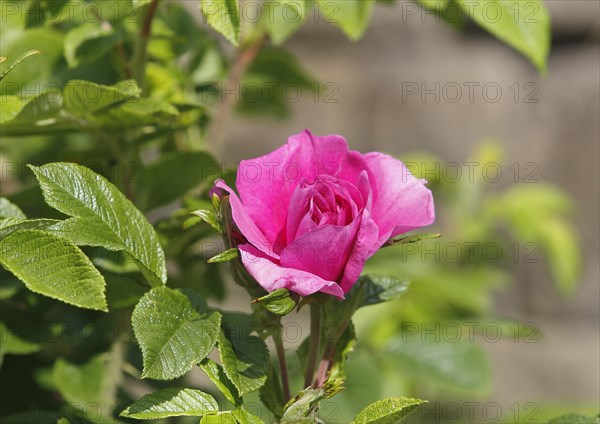 Rugosa rose (Rosa Rugosa), North Rhine-Westphalia, Germany, Europe