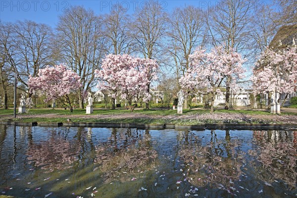 Blooming magnolia trees in spring with reflection in the pond and statues, idyll, palace garden, Trier, Rhineland-Palatinate, Germany, Europe