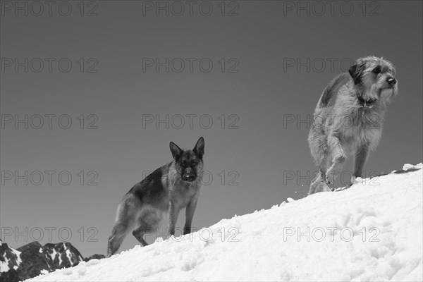 Two dogs on a snowy mountain slope, one in motion, embodying a sense of winter activity, Amazing Dogs in the Nature