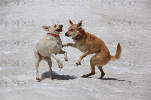 Two dogs playfully engaging with each other on a snowy surface, Amazing Dogs in the Nature