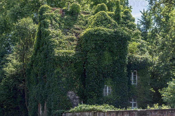 House, completely overgrown, wild vine, boston ivy (Parthenocissus tricuspidata), botanical garden administration, Hortus medicus, old town, Giessen, Giessen, Hesse, Germany, Europe