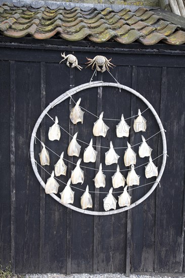 Fish drying on frame, Zuiderzee museum, Enkhuizen, Netherlands