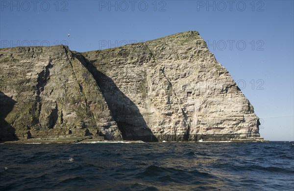 Noup of Noss gannet colony cliffs, Noss, Shetland Islands, Scotland, United Kingdom, Europe