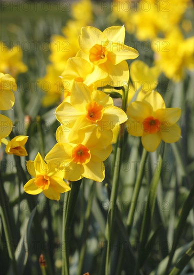 Yellow-orange daffodils (Narcissus), North Rhine-Westphalia, Germany, Europe