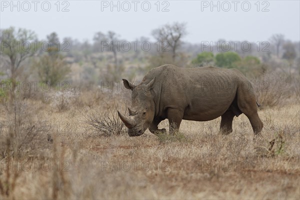Southern white rhinoceros (Ceratotherium simum simum), adult male walking in dry grass, foraging, Kruger National Park, South Africa, Africa