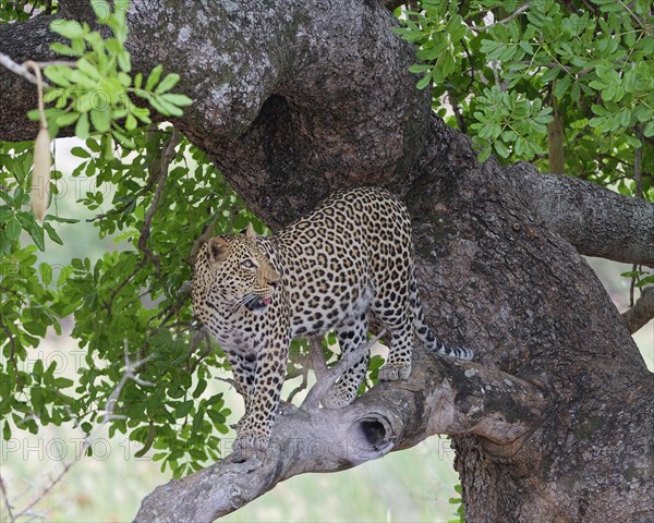 African leopard (Panthera pardus pardus), adult standing on a tree branch, looking up, alert, Kruger National Park, South Africa, Africa