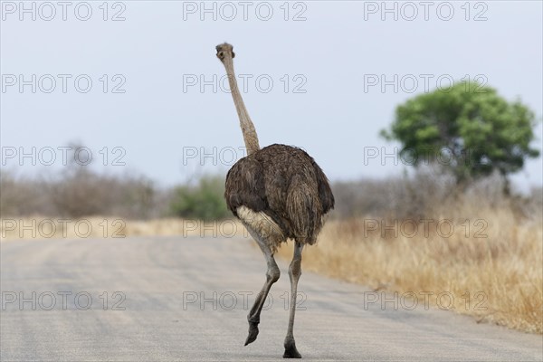 South African ostrich (Struthio camelus australis), adult female walking on the tarred road, rear view, Kruger National Park, South Africa, Africa