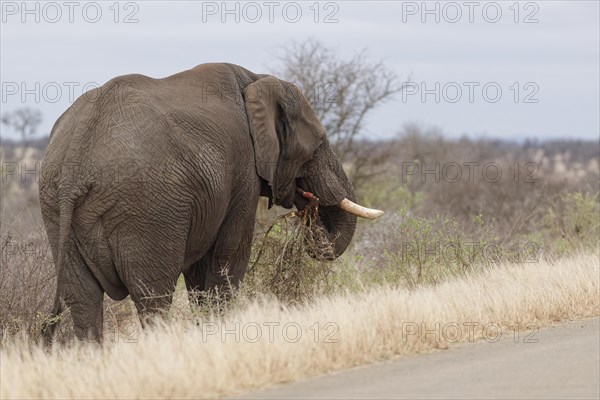 African bush elephant (Loxodonta africana), adult male standing next to the tarred road, feeding on shrubs, Kruger National Park, South Africa, Africa