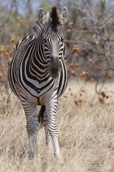 Burchell's zebra (Equus quagga burchellii), adult female standing in dry grass, looking at camera, animal portrait, Kruger National Park, South Africa, Africa