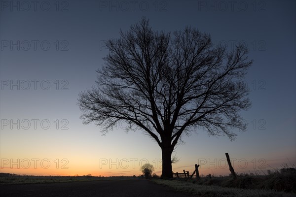 Single tree, in front of sunrise, twilight, NSG Dingdener Heide, North Rhine-Westphalia, Germany, Europe