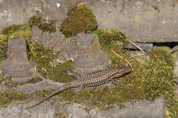 Common wall lizard (Podarcis muralis), adult male, sunbathing in an old railway track, Landschaftspark Duisburg Nord, Ruhr area, North Rhine-Westphalia, Germany, Europe