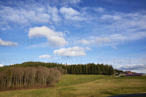 Winter landscape in the Black Forest with meadows, birches and conifers and a blue sky with white cumulus humilis clouds near Schuttertal, Ortenaukreis, Baden-Wuerttemberg, Germany, Europe