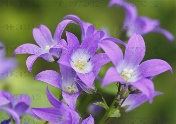 Bellflower (Campanula), North Rhine-Westphalia, Germany, Europe