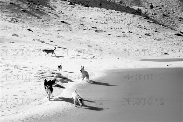 A pack of dogs is roaming across a snowy and sandy terrain with visible shadows, Amazing Dogs in the Nature