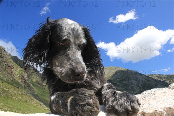Close-up of a contemplative dog lying down with mountain scenery in the background, Amazing Dogs in the Nature