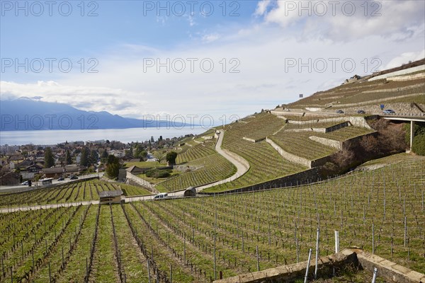 Vineyard terraces and roads in the UNESCO World Heritage Lavaux vineyard terraces with a view of Lake Geneva near Corsier-sur-Vevey, Riviera-Pays-d'Enhaut district, Vaud, Switzerland, Europe