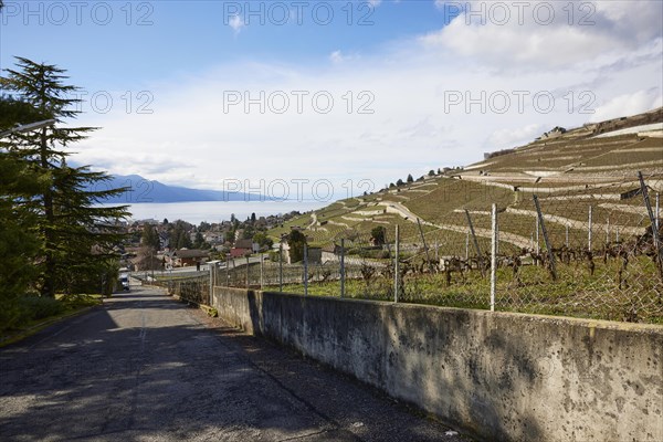 View of Lake Geneva and the vineyard terraces of the UNESCO World Heritage Site Lavaux Vineyard Terraces near Corsier-sur-Vevey, Riviera-Pays-d'Enhaut district, Vaud, Switzerland, Europe