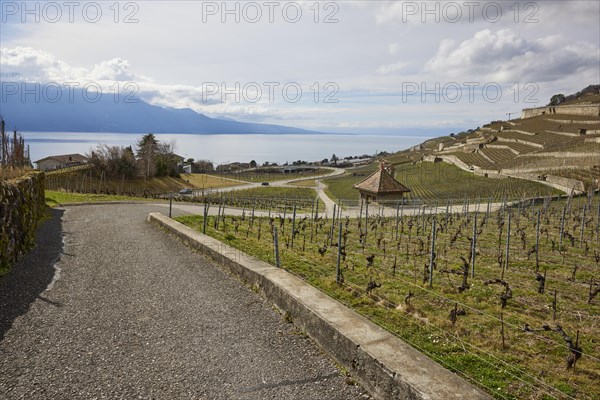 UNESCO World Heritage vineyard terraces of Lavaux and paths through the vineyard with a view of Lake Geneva near Jongny, Riviera-Pays-d'Enhaut district, Vaud, Switzerland, Europe