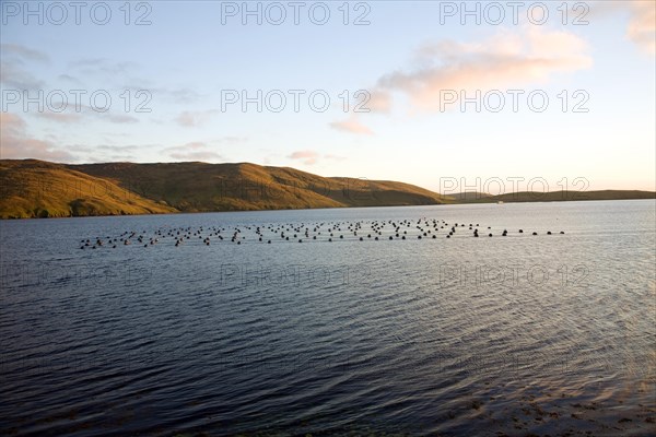 Fish farm Olna Firth at dusk, Mainland, Shetland Islands, Scotland, United Kingdom, Europe