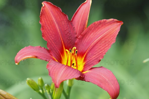 Red daylily (Hemerocallis), North Rhine-Westphalia, Germany, Europe