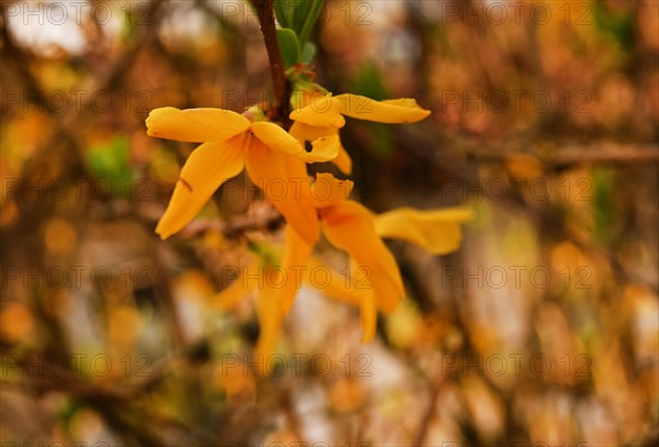 Iserlohn. Thanks to the climate change, early spring has come earlier than usual. The flowering plants in the front gardens are already showing their splendour. Thanks to climate change, early spring is coming earlier than usual this year