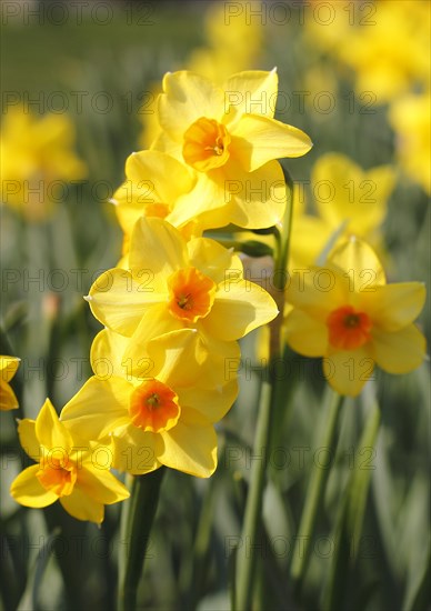 Yellow-orange daffodils (Narcissus), North Rhine-Westphalia, Germany, Europe