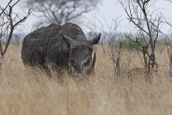 Southern white rhinoceros (Ceratotherium simum simum), adult animal foraging in the tall dry grass, Kruger National Park, South Africa, Africa