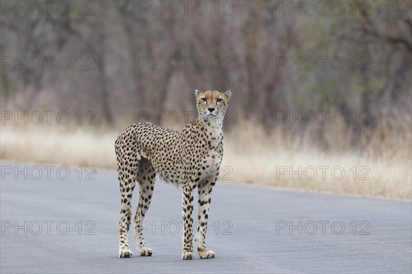 Cheetah (Acinonyx jubatus), adult, standing on the tarred road, alert, early in the morning, Kruger National Park, South Africa, Africa