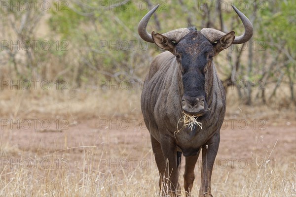 Blue wildebeest (Connochaetes taurinus), adult gnu feeding on dry grass, animal portrait, Kruger National Park, South Africa, Africa