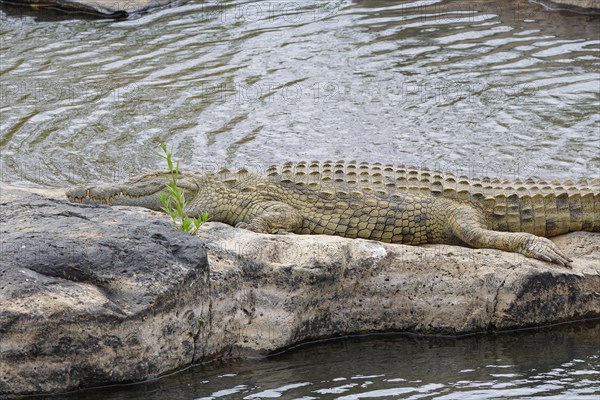 Nile crocodile, (Crocodylus niloticus), adult, sleeping on the rocky bank of the Sabie River, Kruger National Park, South Africa, Africa