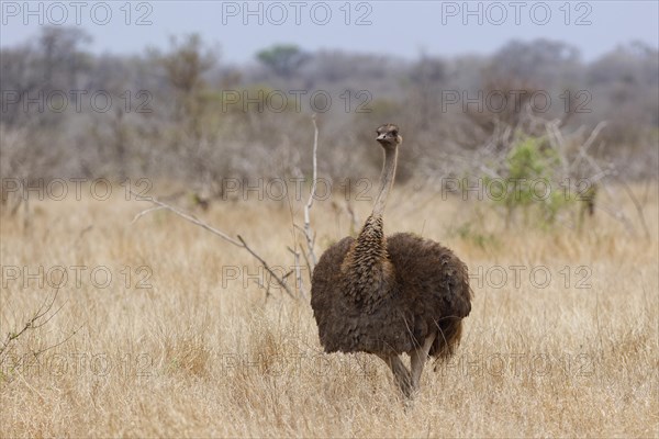 South African ostrich (Struthio camelus australis), adult female walking in dry grassland, facing camera, eye contact, Kruger National Park, South Africa, Africa