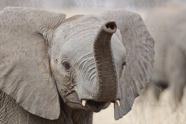 African bush elephant (Loxodonta africana), male baby elephant standing in light rain, animal portrait, head close-up, Kruger National Park, South Africa, Africa