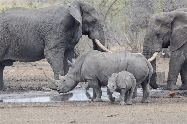 African bush elephants (Loxodonta africana) and Southern white rhinoceroses (Ceratotherium simum simum), elephant bulls and adult female rhino, drinking together at waterhole, while a fearful young rhino leaves, Kruger National Park, South Africa, Africa