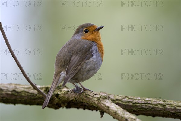 European robin (Erithacus rubecula), adult bird, mating season, Ruhraue, Muelheim, Ruhr area, North Rhine-Westphalia, Germany, Europe