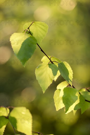 Common birch (Betula pendula), leaves in spring, fresh foliage, in morning light, Duisburg, Ruhr area, North Rhine-Westphalia, Germany, Europe