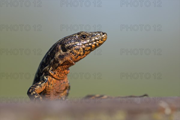 Common wall lizard (Podarcis muralis), adult male, in mating dress, sitting on a rail, in an old railway track, looking attentively, portrait, Landschaftspark Duisburg Nord, Ruhr area, North Rhine-Westphalia, Germany, Europe