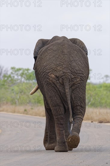 African bush elephant (Loxodonta africana), adult male walking on the asphalt road, back view, Kruger National Park, South Africa, Africa