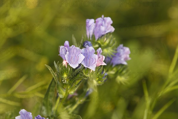 Common viper's bugloss (Echium vulgare), close-up of flowers from the front, North Rhine-Westphalia, Germany, Europe