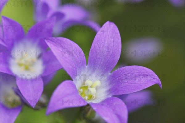 Bellflower (Campanula), North Rhine-Westphalia, Germany, Europe