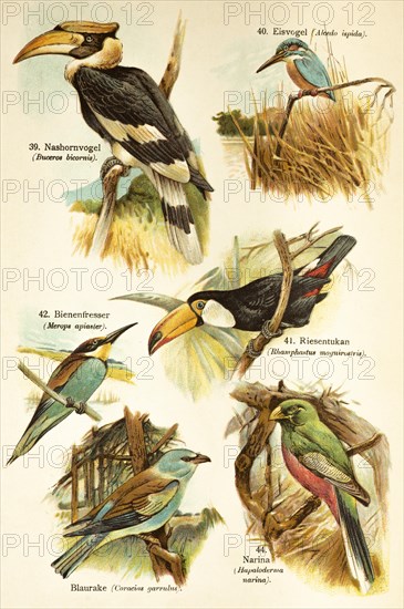 Hornbill (Bucerotidae), common kingfisher (Alcedo atthis), toco toucan (Ramphastos toco), bee-eater (Meropidae), blue vulture (Coracius garrulus), narina or narina trogon (Apaloderma narina) Birds of the world, historical illustration 1890