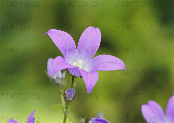 Bellflower (Campanula), North Rhine-Westphalia, Germany, Europe