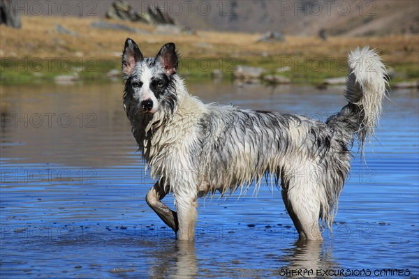 Wet dog standing in a mountain lake, with mountains reflected in the still water, Amazing Dogs in the Nature