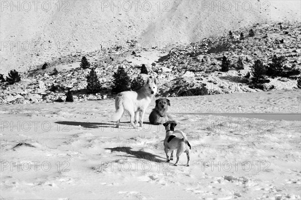 A black and white photo of three dogs in a snowy mountainous landscape, Amazing Dogs in the Nature