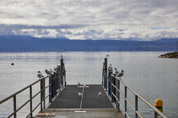 Lake Geneva jetty with seagulls in the Ouchy neighbourhood, Lausanne, Lausanne district, Vaud, Switzerland, Europe