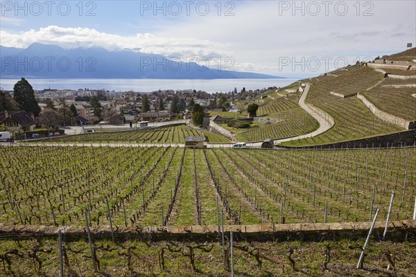 Vineyard terraces in the UNESCO World Heritage Lavaux vineyard terraces with views of Lake Geneva, roads and the town of Corsier-sur-Vevey, Riviera-Pays-d'Enhaut district, Vaud, Switzerland, Europe