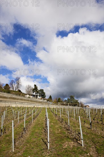 Mighty white spring clouds drift across a vineyard in the UNESCO World Heritage Lavaux Vineyard Terraces near Jongny, Riviera-Pays-d'Enhaut district, Vaud, Switzerland, under a blue sky, Europe