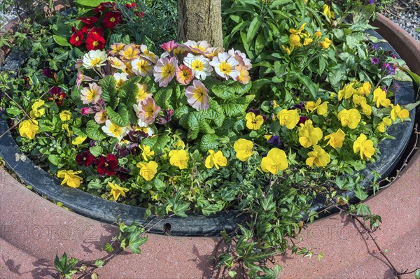 Spring awakening, primroses (Primula), and pansies from the genus of violet (Viola), in a clay bowl, Kempten, Allgaeu, Bavaria, Germany, Europe