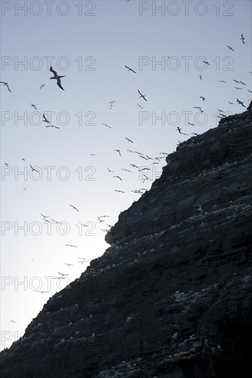 Noup of Noss gannet colony cliffs, Noss, Shetland Islands, Scotland, United Kingdom, Europe